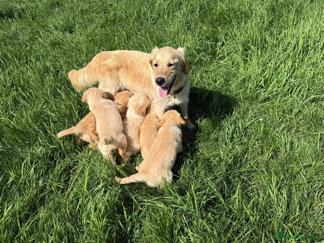 Golden Retriever dogs for sale: Gorgeous kc golden retriever puppies  - Image 3