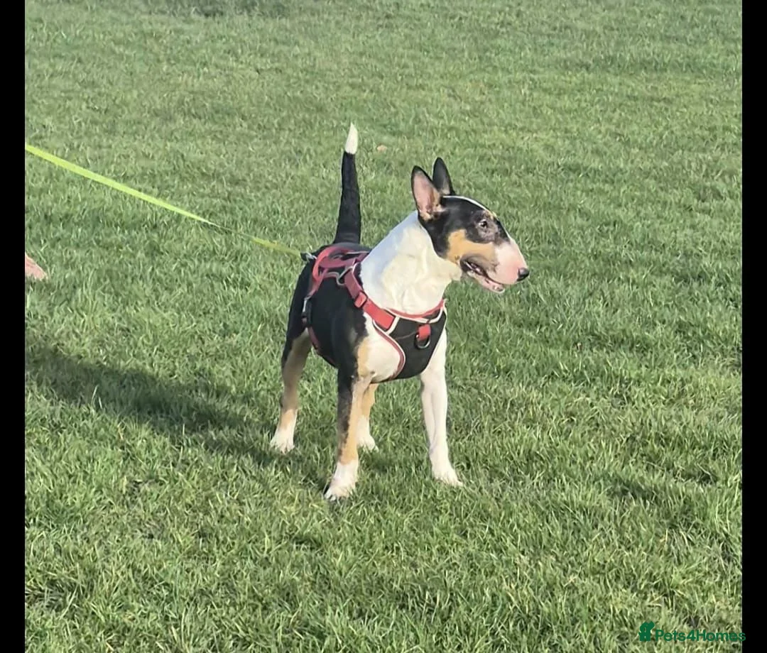 English Bull Terrier dogs for sale: KC Registered female English bull terrier  in Loughborough - Advert 2