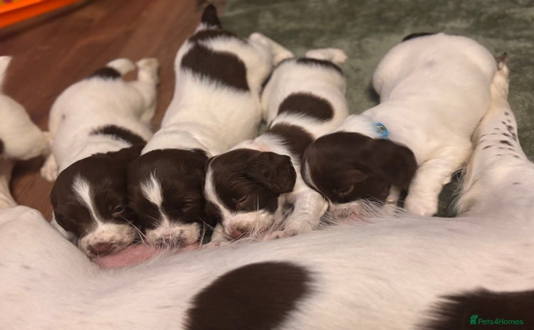 English Springer Spaniel dogs - Advert 3