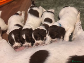 English Springer Spaniel dogs - Advert 1