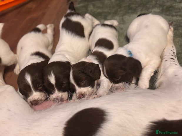 English Springer Spaniel dogs - Advert 3