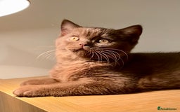 British Shorthair cats for sale: Champion line kittens  - Advert 19