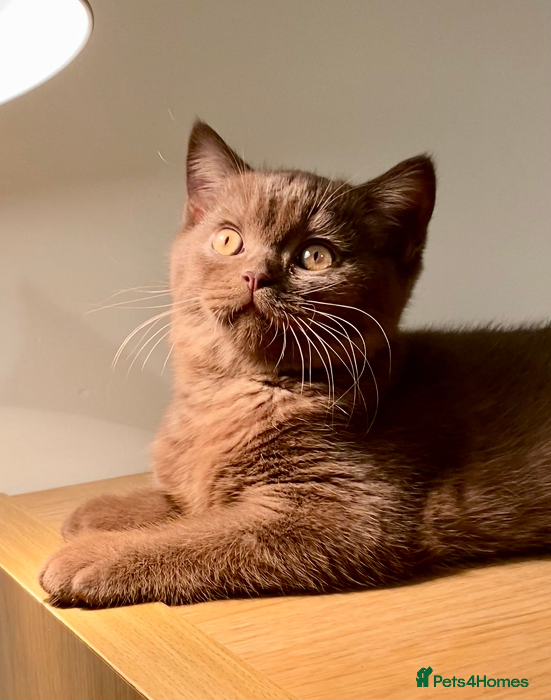 British Shorthair cats for sale: Champion line kittens  - Advert 19