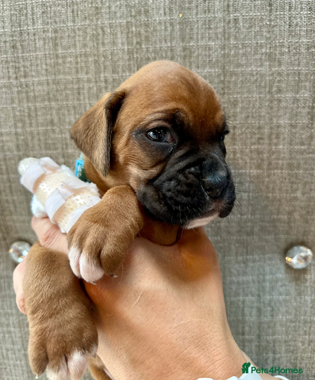 Boxer dogs for sale: Stunning Litter of 5 Boxer Puppies 🐶 - Advert 7