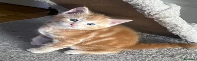Maine Coon 2