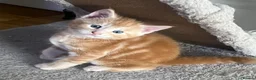 Mixed Breed cats for sale: 4Maine Coon Cross Male Kittens Need Loving Homes . - Advert 20