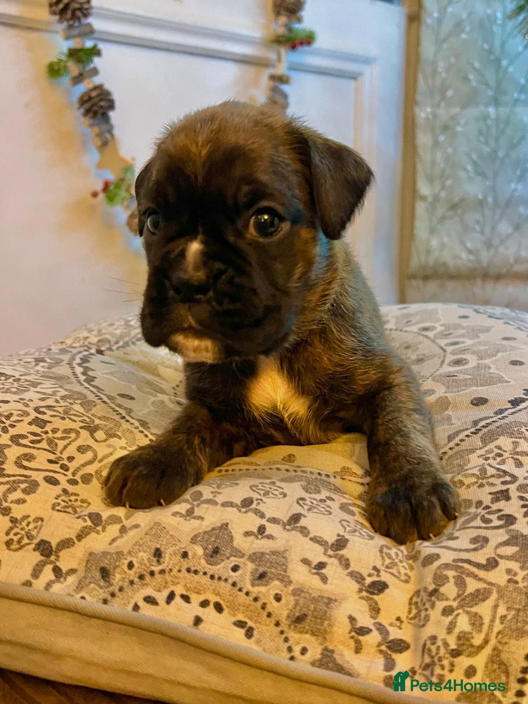 Boxer dogs for sale: Beautiful Pedigree Girls - Advert 3