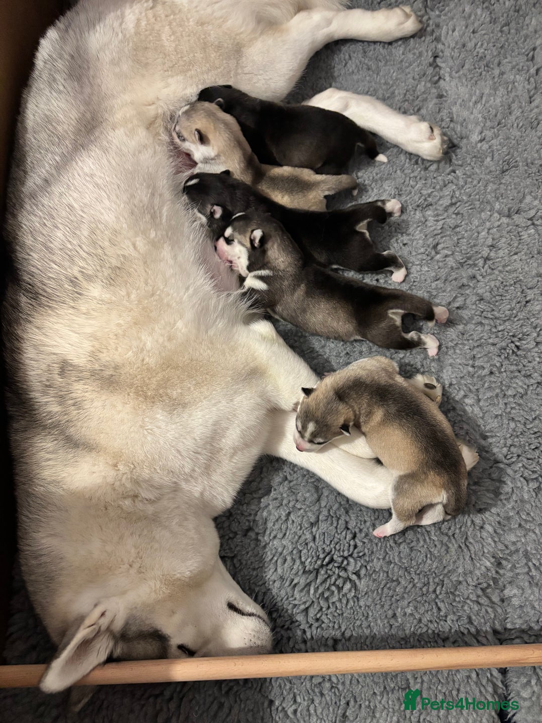 Siberian Husky dogs for sale: Beautiful Siberian Husky - Image 19