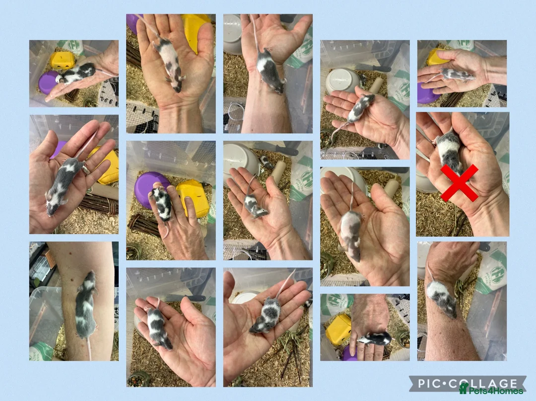 Mouse rodents for sale: 🐭 Friendly Fancy Mice - Males & Females 🐭 - Advert 2