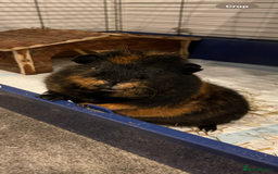 Guinea Pig rodents for sale: Male guinea pig - Image 1