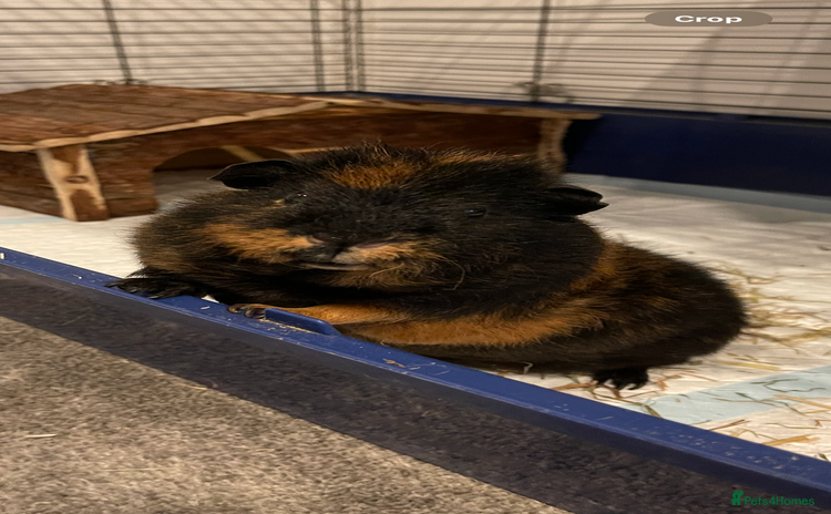 Guinea Pig rodents - Advert 1