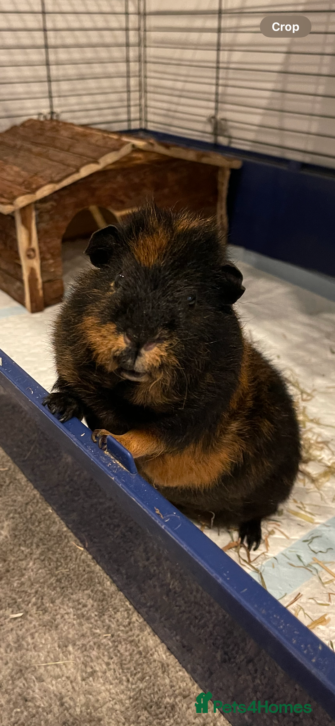 Guinea Pig rodents for sale: Male guinea pig - Image 1