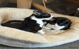 Mixed Breed cats for sale: Cats&kittens - Image 3