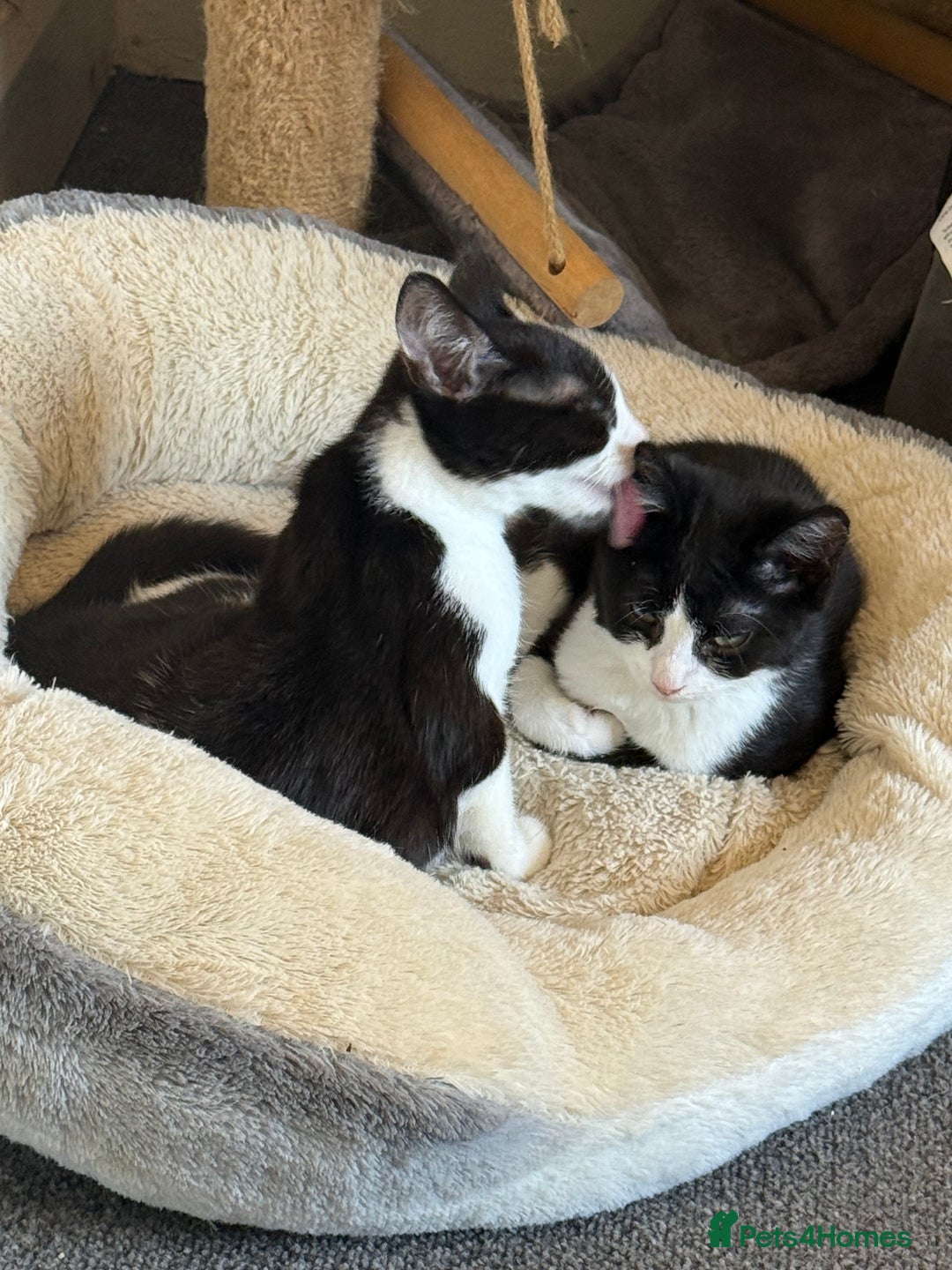 Mixed Breed cats for sale: Cats&kittens - Image 3