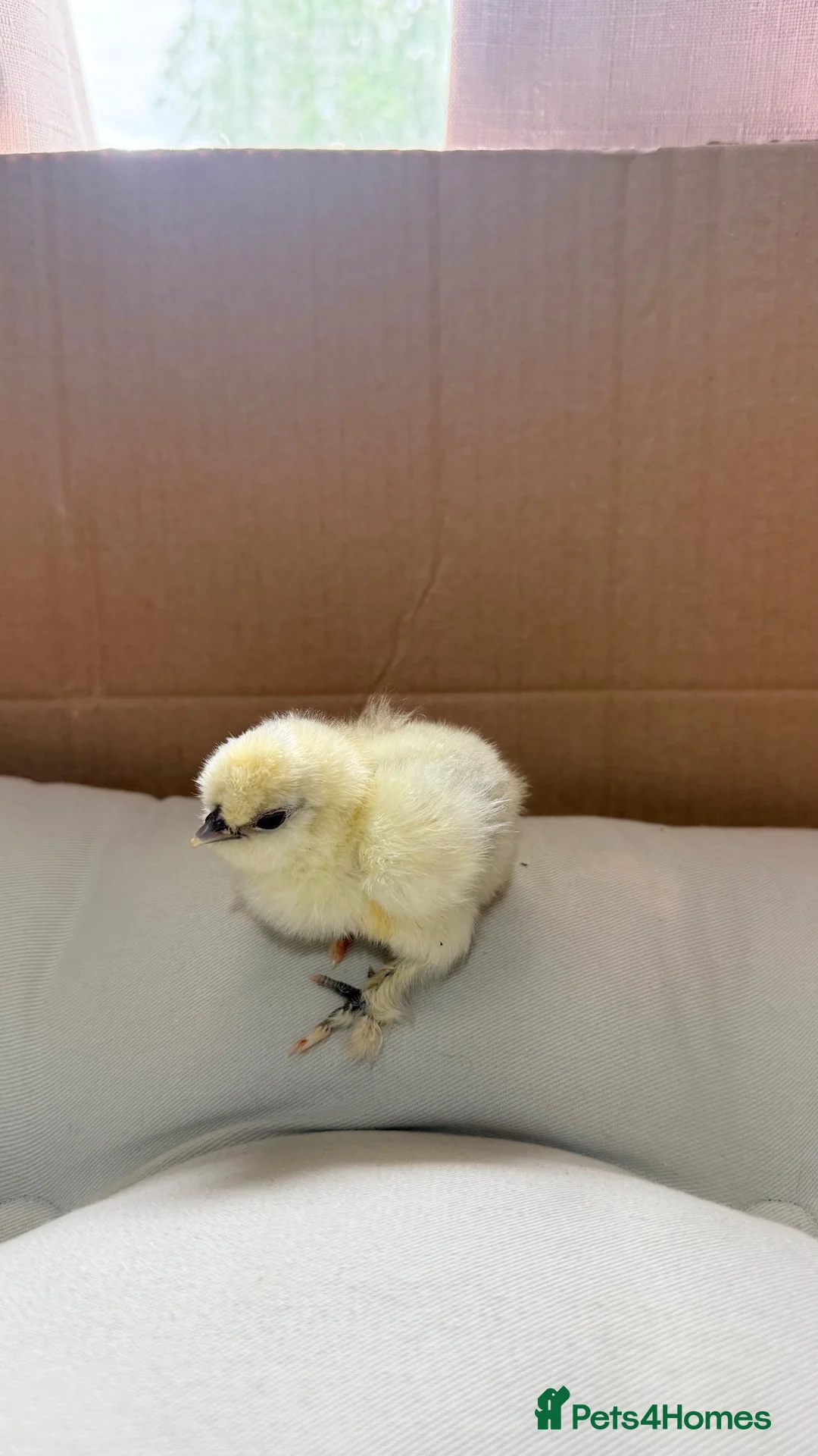 Mixed Breed poultry for sale: Adorable Silkie , Serama & Pekin Chicks - Advert 2