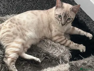 Bengal cats Snow Bengal rosettes lynx - Advert 1