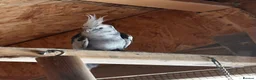 Cockatiels birds for sale: lutino and white faced Cockatiel - friendly pair - Advert 3