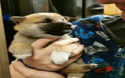 Japanese Shiba Inu dogs for sale: 5 KC Shiba puppies looking for their furever home  - Image 5