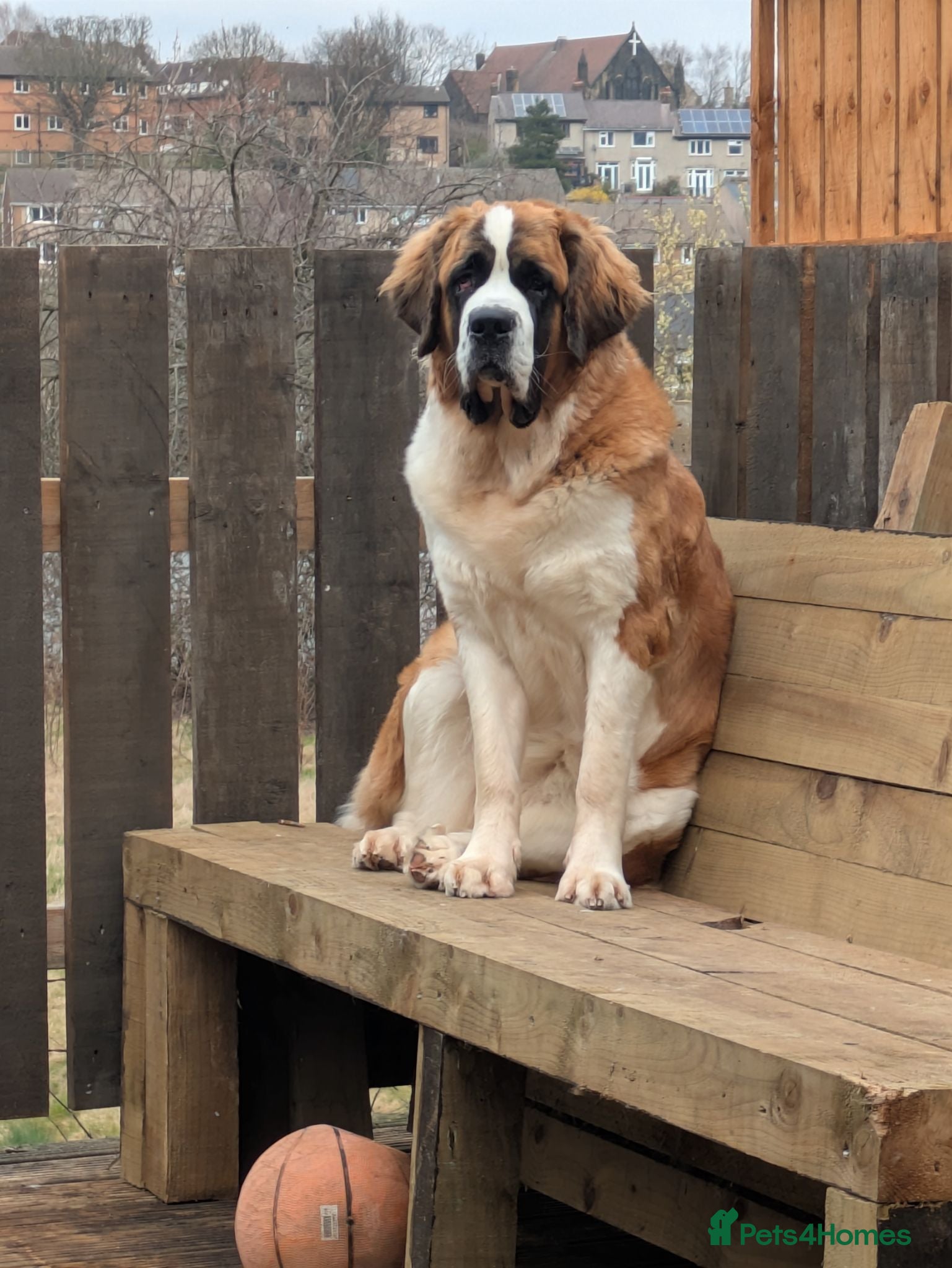 Saint Bernard dogs Saint Bernards KC registered, Hip and Elbow scored - Advert 1