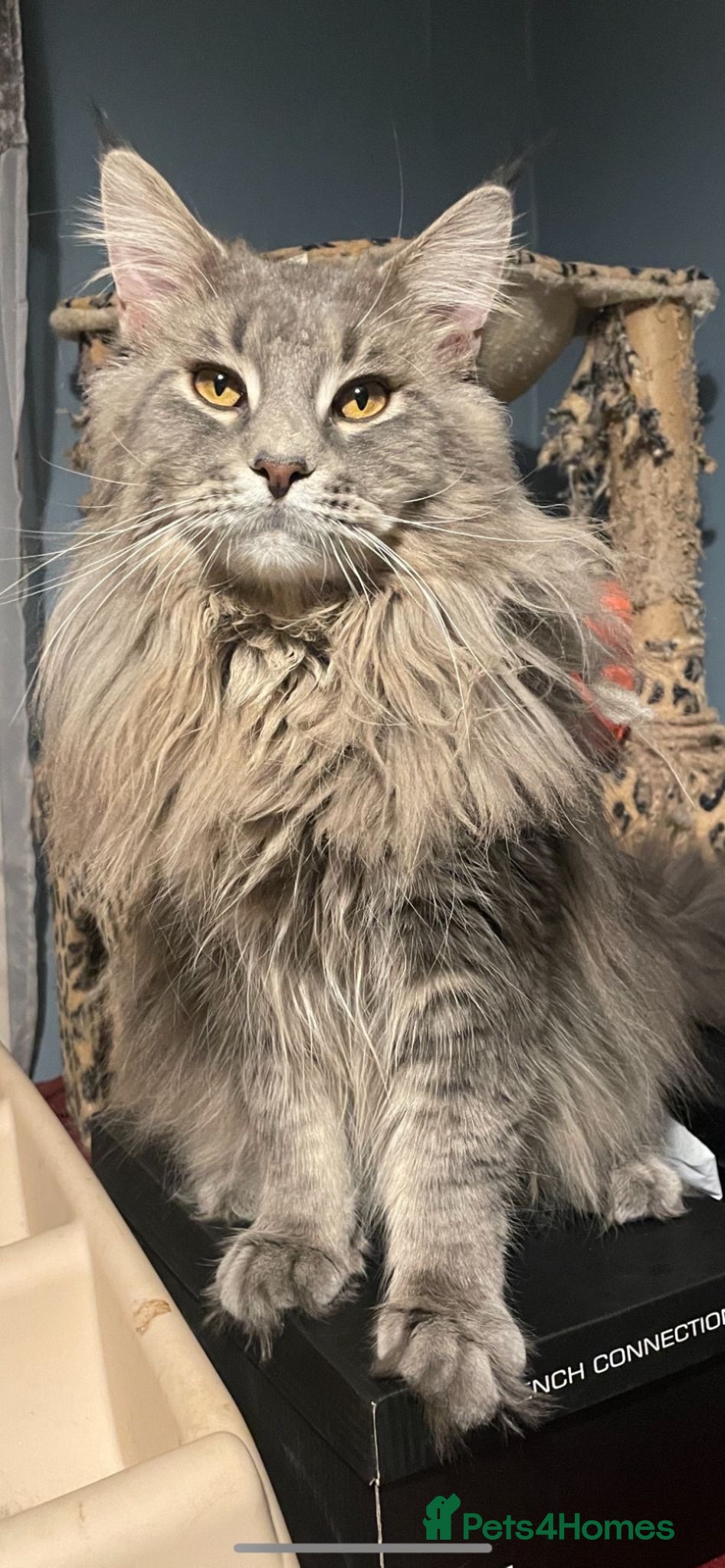 Maine Coon cats Blue Mainecoon male looking for his forever home  - Advert 1