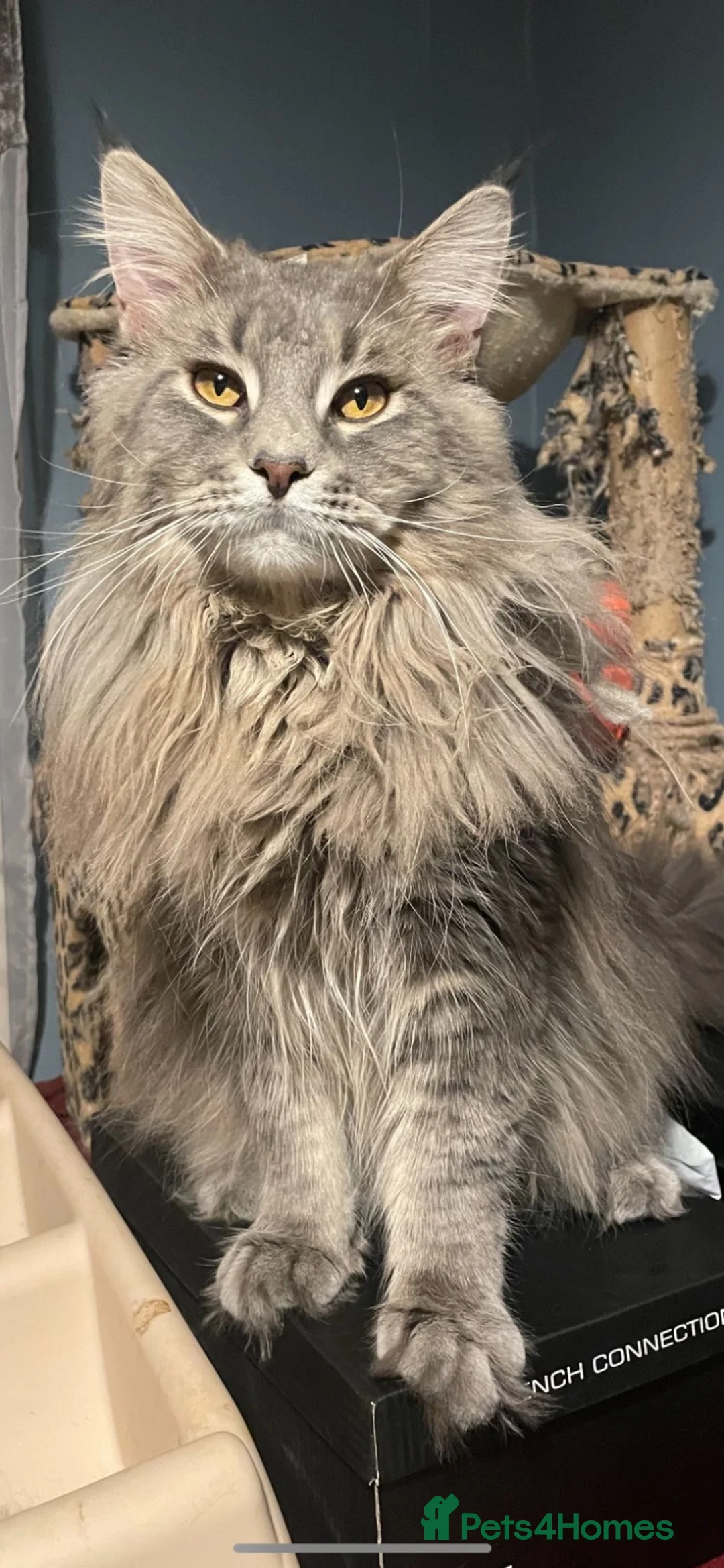 Maine Coon cats for sale: Blue Mainecoon male looking for his forever home  in Sheffield - Advert 1