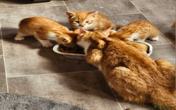 Mixed Breed cats for sale: Kitties for sale  - Image 1