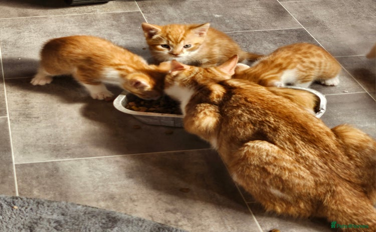 Mixed Breed cats - Advert 3