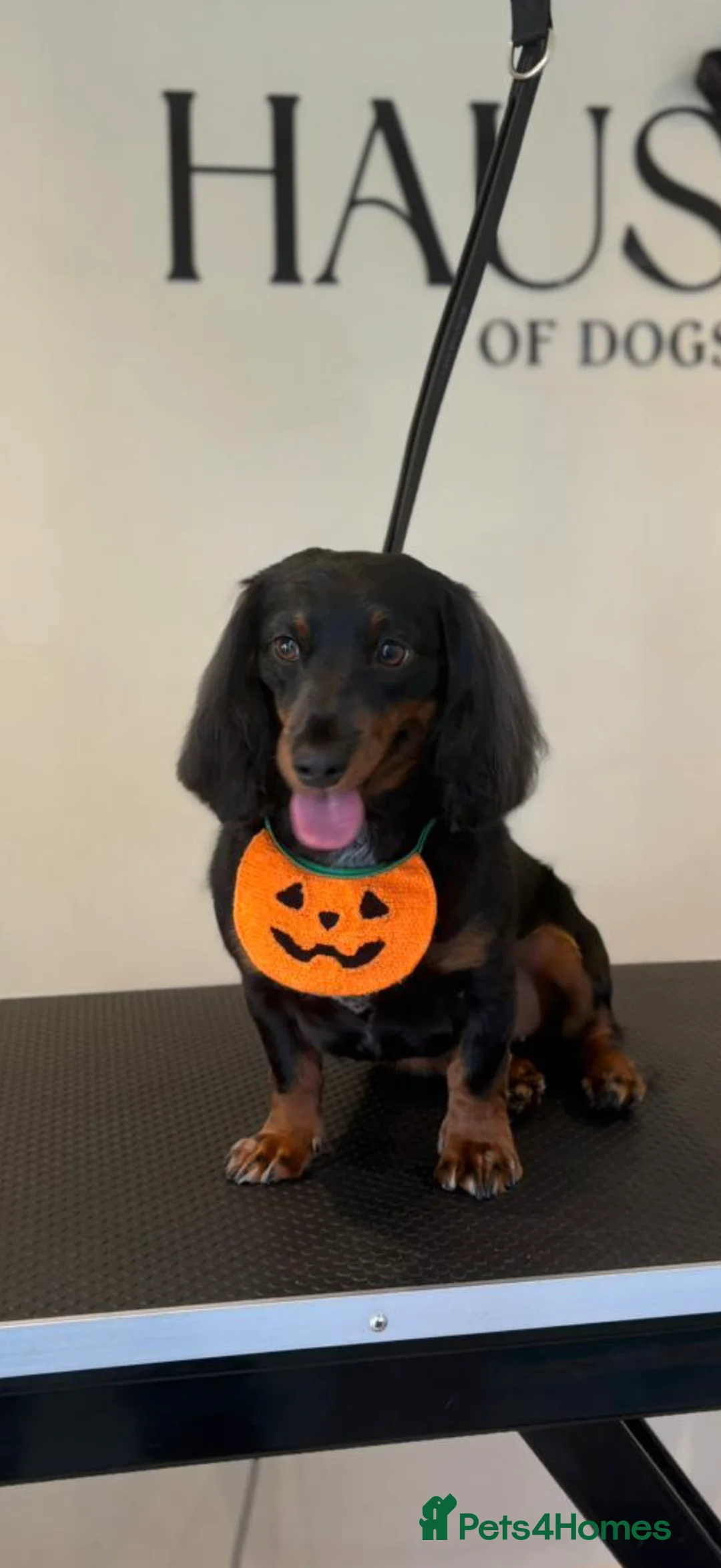 Miniature Dachshund dogs for sale: KC Registered Long Haired Miniature Dachsunds  - Advert 7