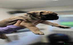 Bullmastiff dogs for sale: Bullmastiff Puppies  - Image 11