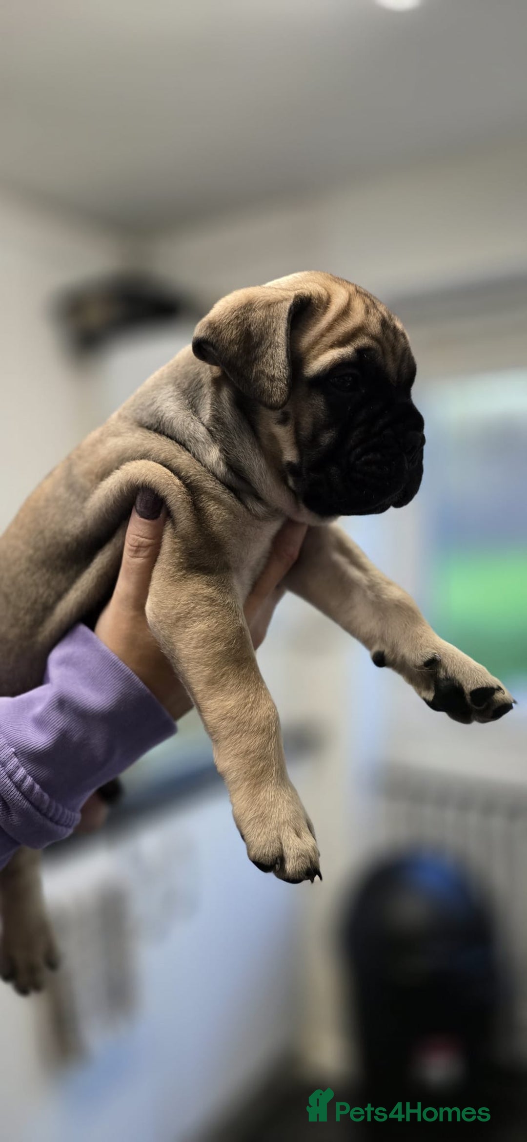 Bullmastiff dogs for sale: Bullmastiff Puppies  - Image 11