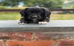 Mixed Breed dogs for sale: Collie x Cocker Spaniel pups for sale - Image 3