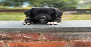 Mixed Breed dogs - Advert 16