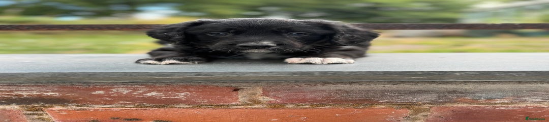 Mixed Breed Puppy 2