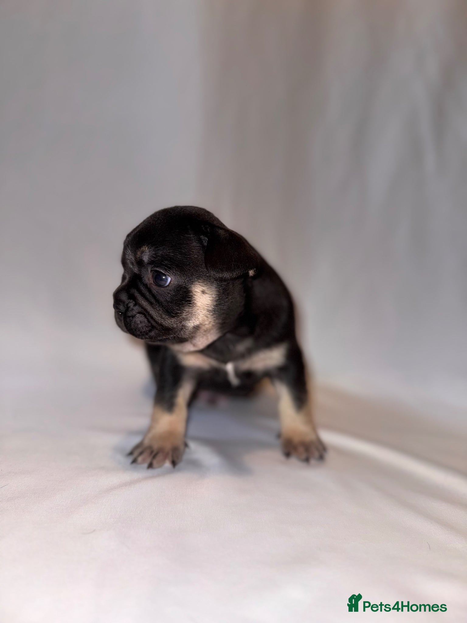 French Bulldog dogs for sale: Exceptional French Bulldog Puppies in Bristol - Advert 16