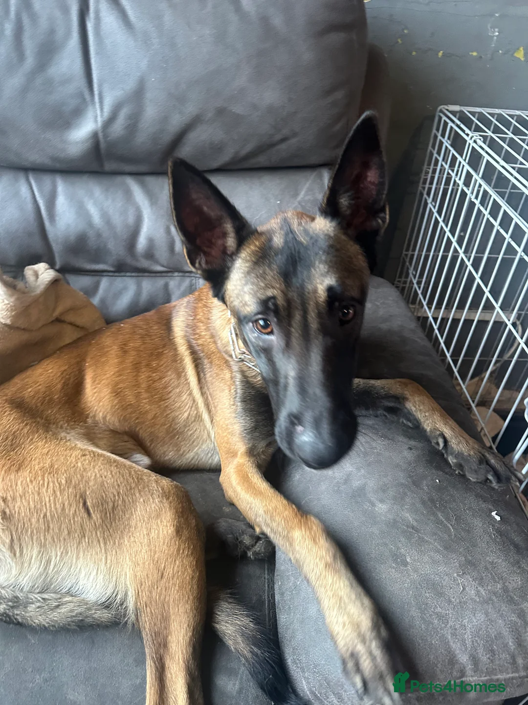 Belgian Shepherd Dog dogs for sale: Gorgeous belgian malinois for sale - Advert 4