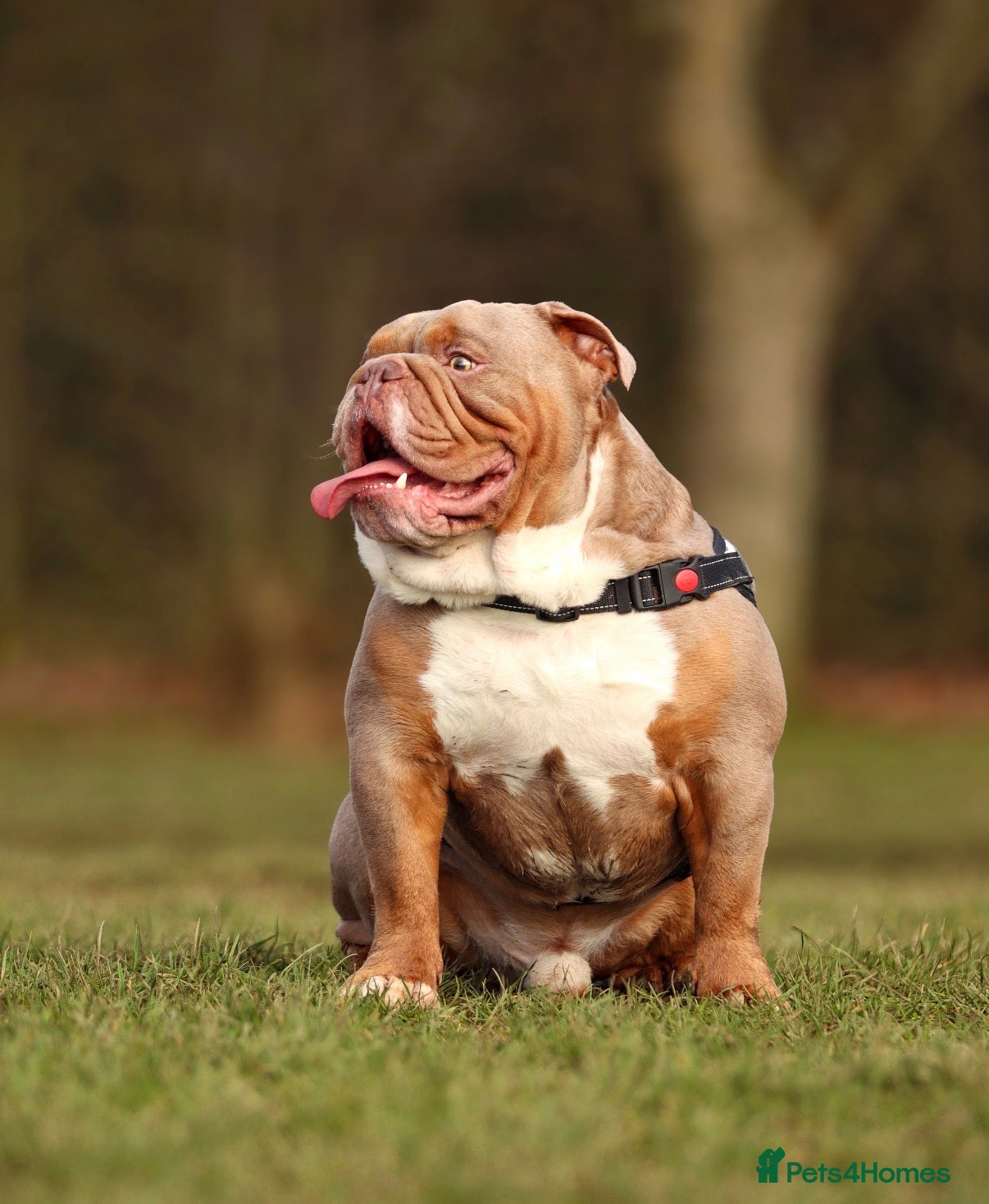 English Bulldog dogs KC fluffy and curly coat carrier bulldog stud  - Advert 24