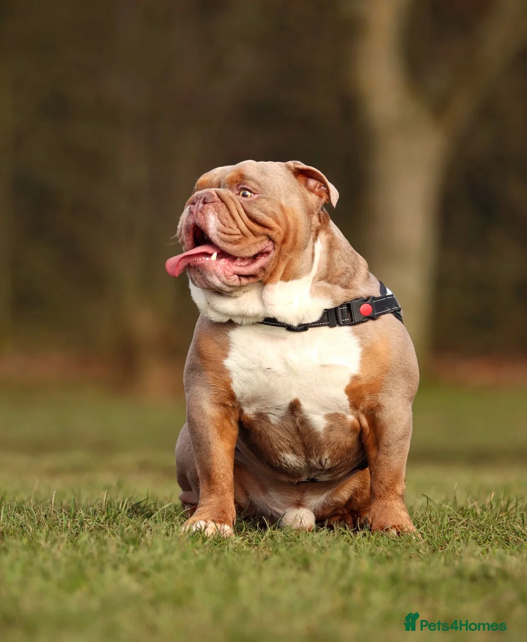 English Bulldog dogs for stud: KC fluffy and curly coat carrier bulldog stud  - Advert 1