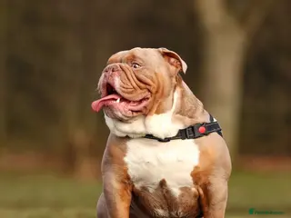 English Bulldog dogs KC fluffy and curly coat carrier bulldog stud - Advert 24