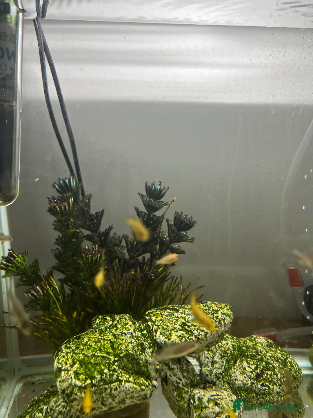 Cichlids fish for sale: Yellow lab cichlids in Teddington - Advert 5