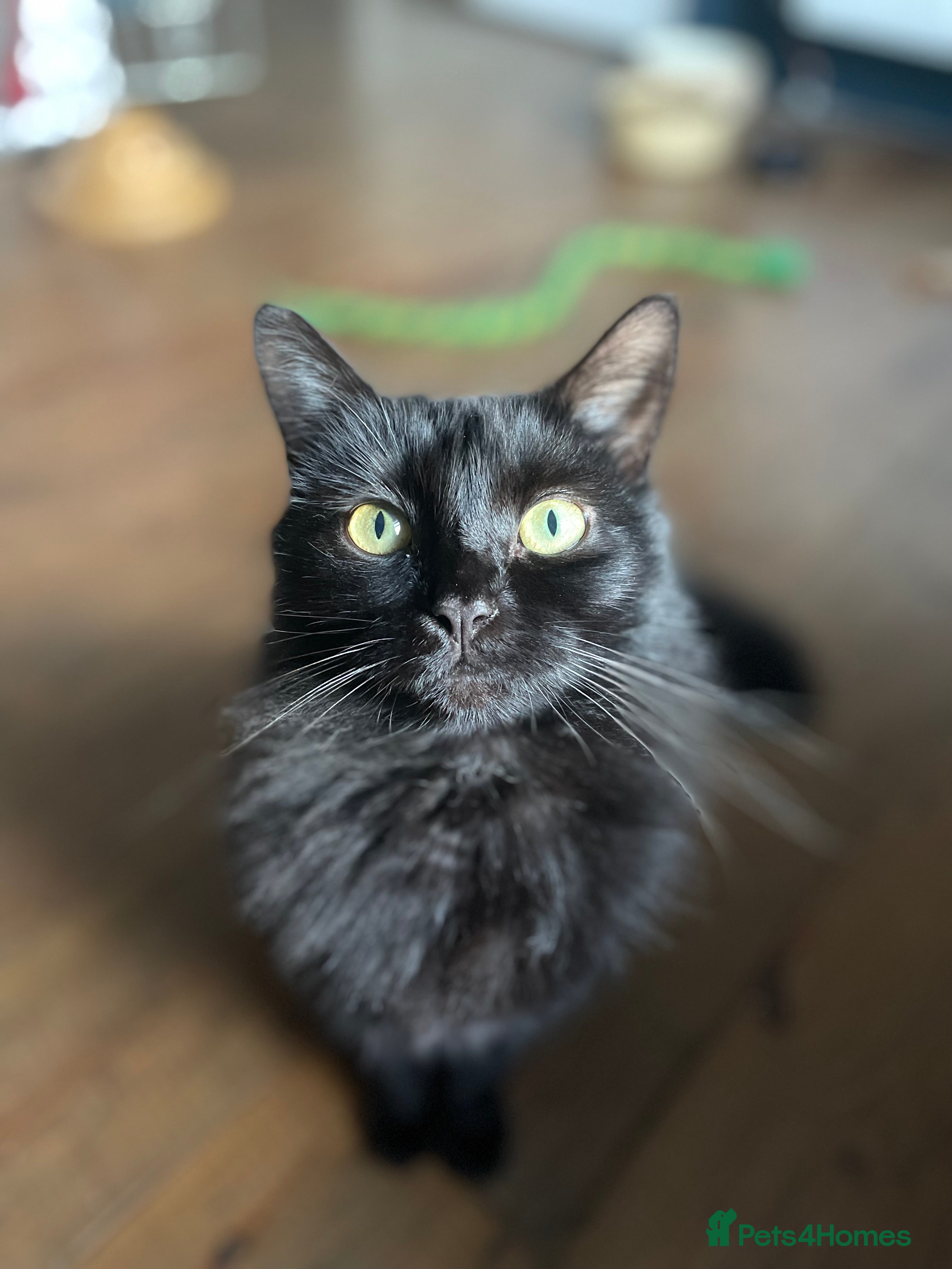 Domestic Shorthair cats Zara, 4 year old female neutered  - Advert 1