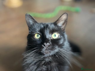 Domestic Shorthair cats Zara, 4 year old female neutered - Advert 13