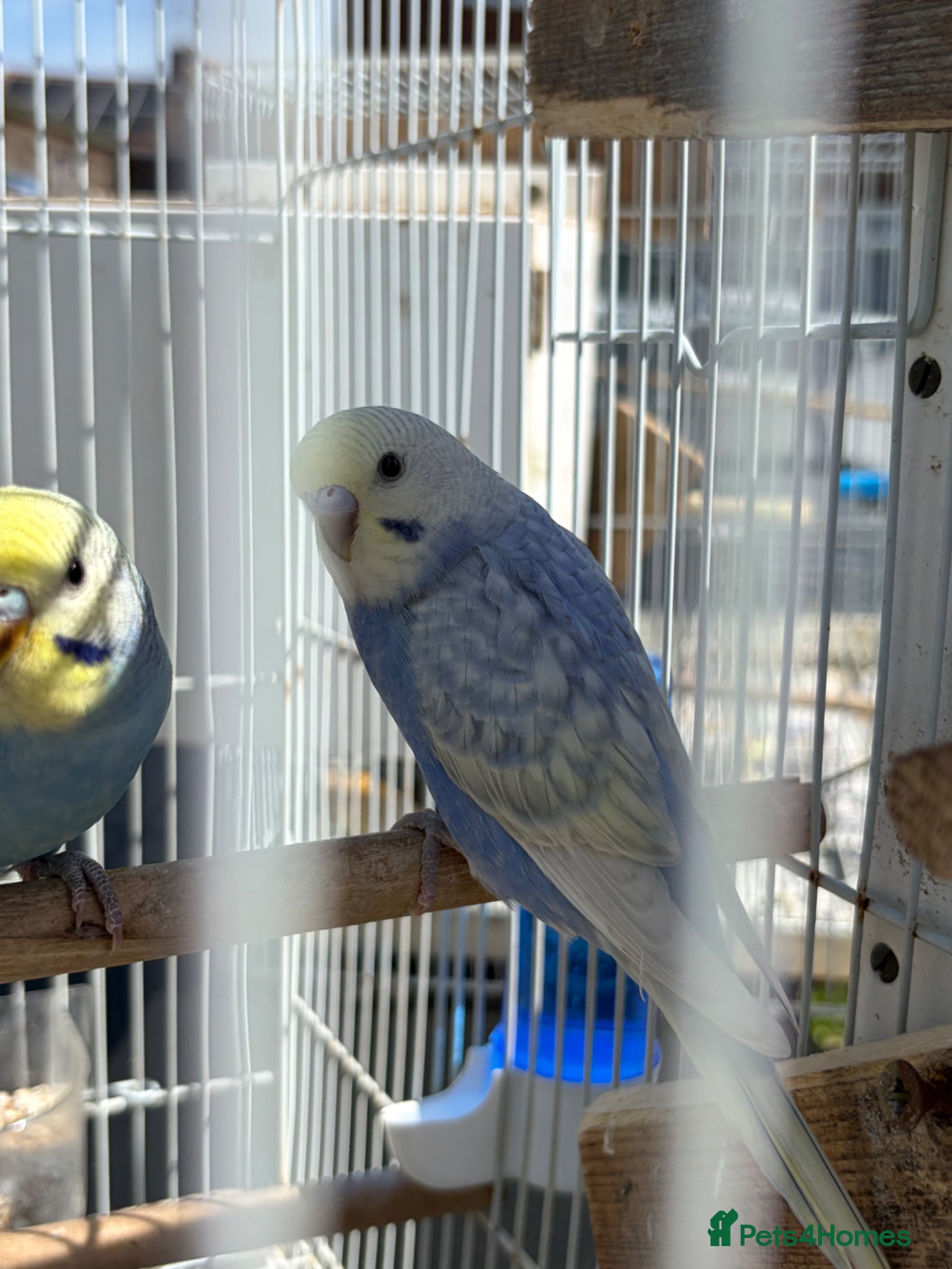 Budgerigars birds Stunning budgies - Advert 1