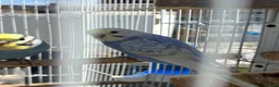 Budgerigars birds for sale: Stunning budgies - Advert 1