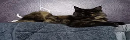 Ragcoon cats for sale: Ragcoon kitten - Advert 4