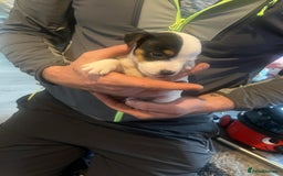 Jack Russell dogs for sale: Working or pet  - Image 11