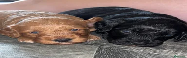 Cockapoo 2