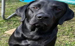 Labrador Retriever dogs for stud: KC registered Labrador in Bishop Auckland - Image 1