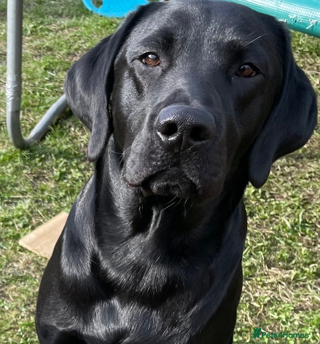 Labrador Retriever dogs for stud: KC registered Labrador in Bishop Auckland - Image 1