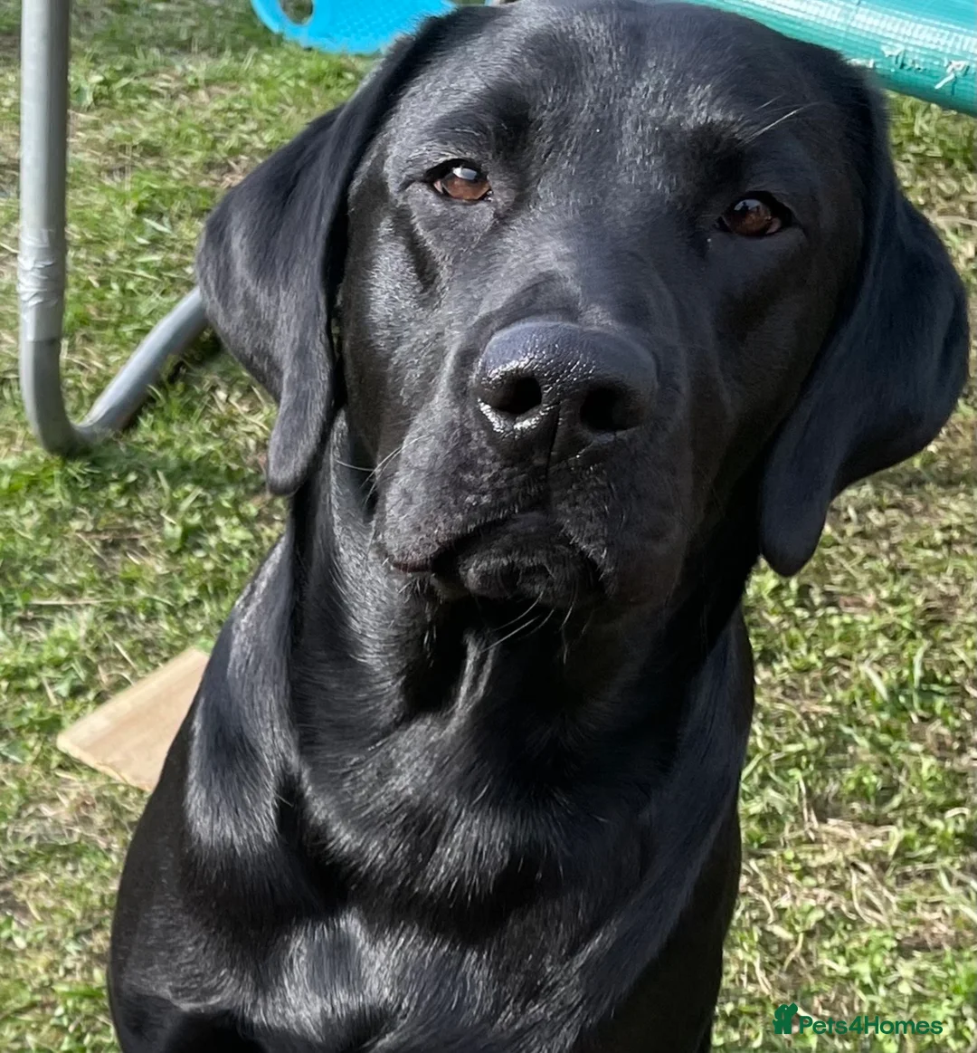 Labrador Retriever dogs for stud: KC registered Labrador in Bishop Auckland - Advert 1