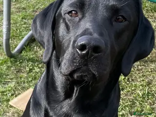 Labrador Retriever dogs KC registered Labrador in Bishop Auckland - Advert 12